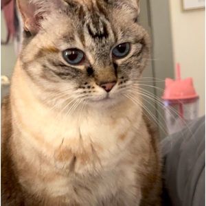 Meet your Posher, Allison